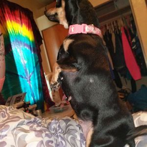 Meet your Posher, Brock